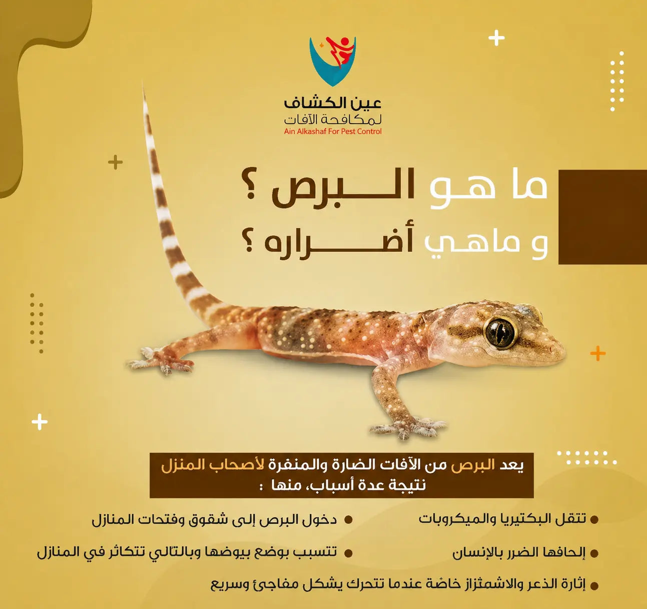 خطر مستعمرات الحشرات داخل المنزل